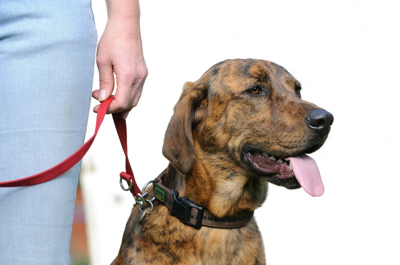Die Hundeleine als kleiner Helfer